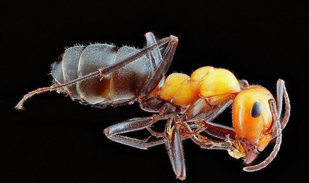 Ant Control service in Springfield, OR