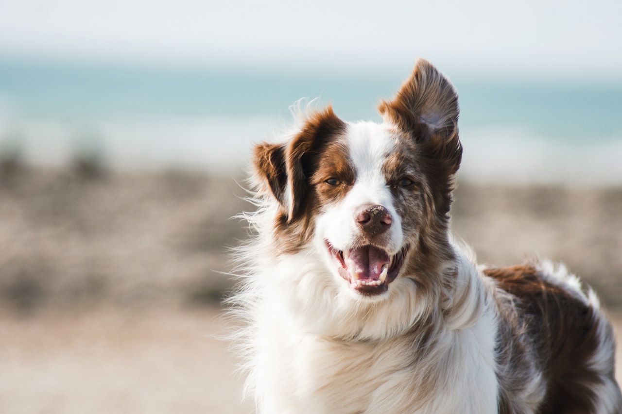 Flea & Tick Control service in Springfield, OR