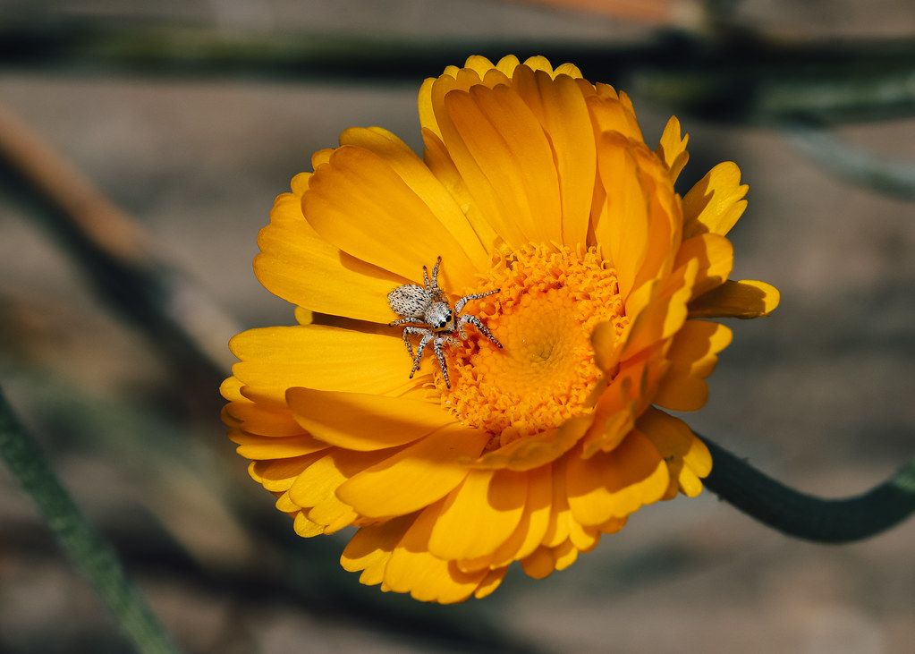 Spider Control service in Springfield, OR